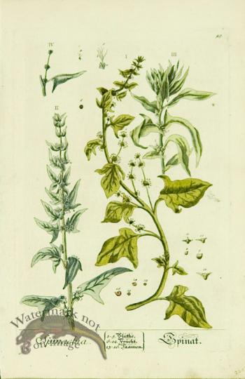 Blackwell German 220